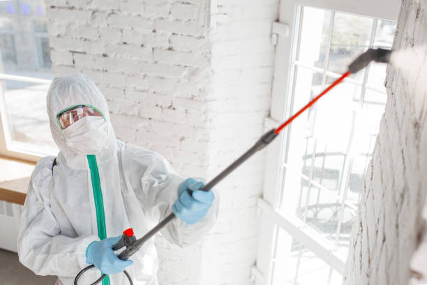 Best Mold Remediation for Specific Building Types in USA